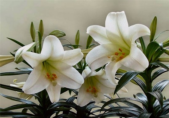 white lilies