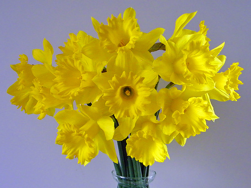 daffodils