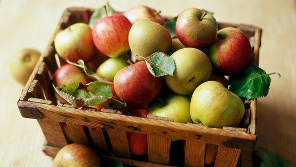 english apple harvest